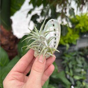 Air Plant (Tillandsia) on Abalone Shell - Green